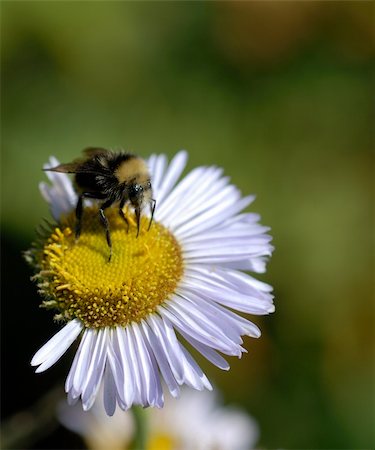 Summer picture #74 Fotografie stock - Microstock e Abbonamento, Codice: 400-04463807