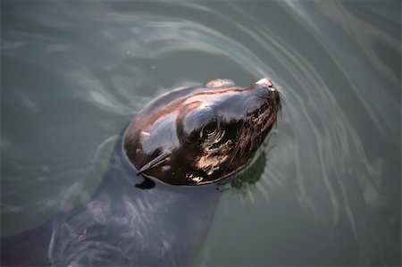 A set of a baby sea lion in the water. Stock Photo - Budget Royalty-Free & Subscription, Code: 400-04463922