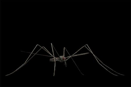 A mosquito close-up and isolated on a black background. Foto de stock - Royalty-Free Super Valor e Assinatura, Número: 400-04463961