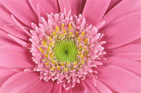 wonderfull pink flower - Gerbera - close-up Foto de stock - Royalty-Free Super Valor e Assinatura, Número: 400-04463975