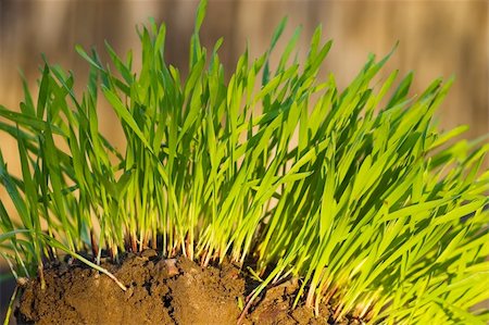 simsearch:400-08074641,k - New Green Winter rye growing from brown soil Stock Photo - Budget Royalty-Free & Subscription, Code: 400-04474039