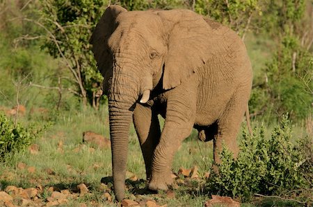 simsearch:400-04766217,k - Large African bull elephant, South Africa Foto de stock - Super Valor sin royalties y Suscripción, Código: 400-04474042