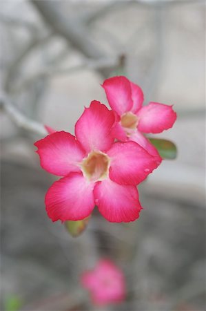 simsearch:400-04941060,k - Tropical pink flower Fotografie stock - Microstock e Abbonamento, Codice: 400-04474055