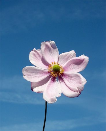 simsearch:400-04569116,k - A image of a Japanese Anemone flower with a sky background. Photographie de stock - Aubaine LD & Abonnement, Code: 400-04474153