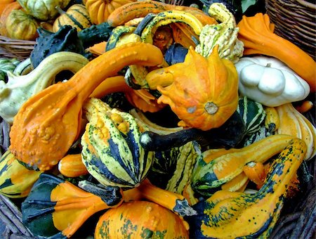 simsearch:400-07828867,k - Colorful background of miniature pumpkin motives Photographie de stock - Aubaine LD & Abonnement, Code: 400-04474346