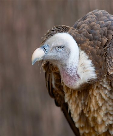 Vulture portrait Stock Photo - Budget Royalty-Free & Subscription, Code: 400-04474399