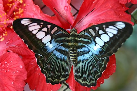 Butterfly close up Foto de stock - Super Valor sin royalties y Suscripción, Código: 400-04474670