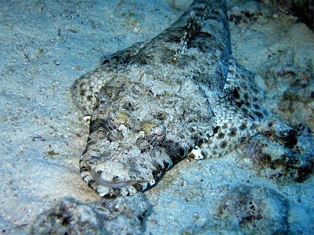 Camouflaged crocodile fish: strange monster of the Red Sea Stock Photo - Budget Royalty-Free & Subscription, Code: 400-04474686