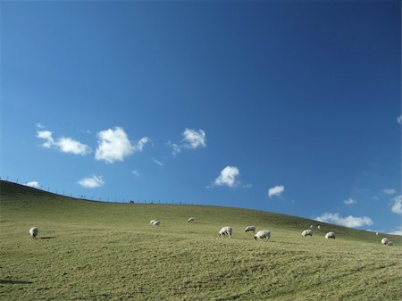 simsearch:400-04015327,k - Sheep grazing on a sunny hillside in Spring Stock Photo - Budget Royalty-Free & Subscription, Code: 400-04475123