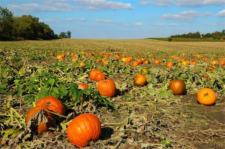 Colorful pumpkin patch on a bright day. Foto de stock - Royalty-Free Super Valor e Assinatura, Número: 400-04475310