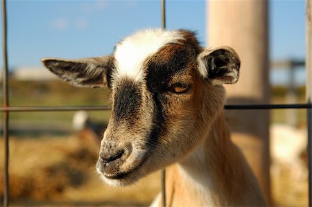 Head of young goat looking with farm in background. Foto de stock - Royalty-Free Super Valor e Assinatura, Número: 400-04475311