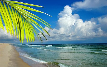 Paradise beach with palm tree and cumulous clouds in the background. Foto de stock - Royalty-Free Super Valor e Assinatura, Número: 400-04475320
