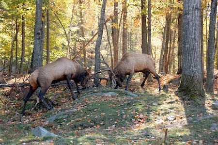 rutting stags - Two mature elks (Cervus canadensis) fighting together in an autumn forest Stock Photo - Budget Royalty-Free & Subscription, Code: 400-04475331