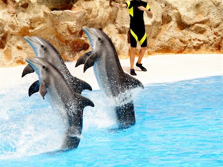 A trio of Bottlenose dolphins performing a tail stand in a show Stock Photo - Budget Royalty-Free & Subscription, Code: 400-04475434