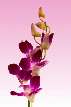 Purple Orchid Foto de stock - Royalty-Free Super Valor e Assinatura, Número: 400-04475477