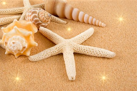 simsearch:400-05724658,k - Starfish and seashells on golden sand Foto de stock - Super Valor sin royalties y Suscripción, Código: 400-04475473