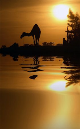 simsearch:700-05822070,k - A camel in Egypt with the water reflection. Foto de stock - Super Valor sin royalties y Suscripción, Código: 400-04475538