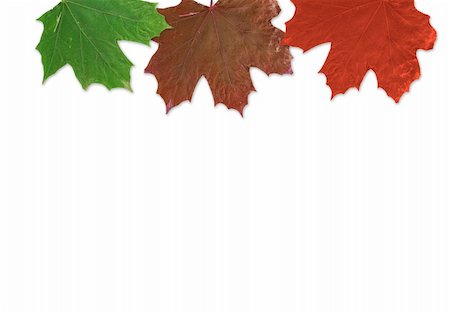 simsearch:400-04475632,k - gold and green autumn leaf on white background Foto de stock - Royalty-Free Super Valor e Assinatura, Número: 400-04475633