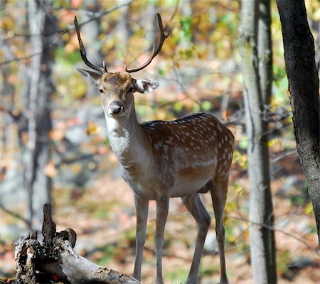 Picture of a beautiful Fallow Deer (Dama dama) in a colorful forest Foto de stock - Super Valor sin royalties y Suscripción, Código: 400-04475821