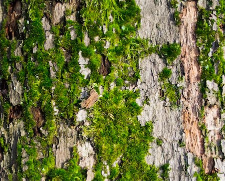 Texture of tree bark with green moss Stock Photo - Budget Royalty-Free & Subscription, Code: 400-04475877