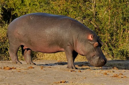 simsearch:400-03943787,k - Hippopotamus (Hippopotamus amphibius), Sabie-Sand nature reserve, South Africa Stock Photo - Budget Royalty-Free & Subscription, Code: 400-04475872