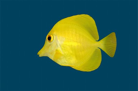 simsearch:400-03990144,k - Yellow Tang (Zebrasoma flavescens) isolated on a blue background Foto de stock - Royalty-Free Super Valor e Assinatura, Número: 400-04475873