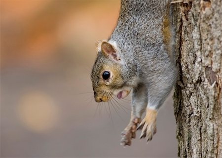 simsearch:400-03936928,k - Squirrel hanging on a tree truck. Fotografie stock - Microstock e Abbonamento, Codice: 400-04475938