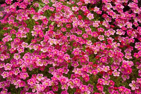 Purple Saxifrage (lat. Saxifraga oppositifolia) covering the rock. Photographie de stock - Aubaine LD & Abonnement, Code: 400-04475956