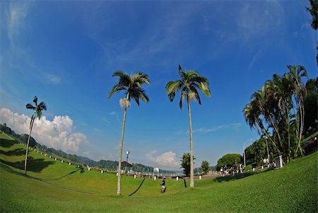 tall palm tree at the reservoir banks Stock Photo - Budget Royalty-Free & Subscription, Code: 400-04476159