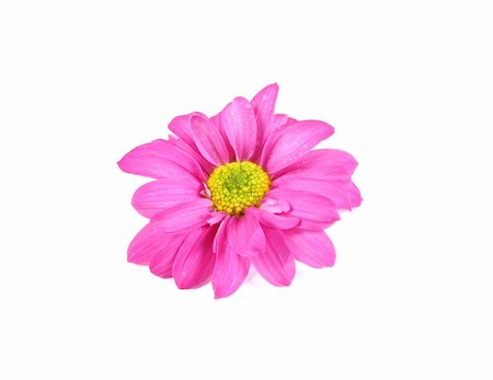 simsearch:400-04941060,k - Pretty pink flower isolated on white. Fotografie stock - Microstock e Abbonamento, Codice: 400-04476166