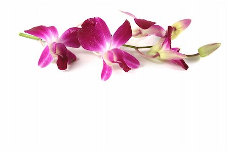 simsearch:400-04941060,k - Stem of pink orchids isolated on white - copy space. Fotografie stock - Microstock e Abbonamento, Codice: 400-04476167