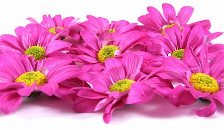 simsearch:400-04941060,k - Pretty pink flowers isolated on white. Fotografie stock - Microstock e Abbonamento, Codice: 400-04476163