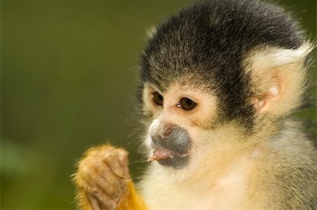 squirrel monkey - Squirrel monkey eating from a small leave. Photographie de stock - Aubaine LD & Abonnement, Code: 400-04476200