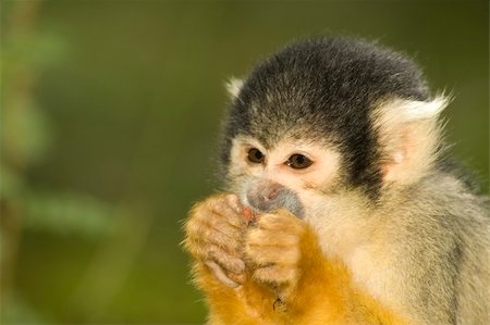 squirrel monkey - Little squirrel monkey eating something. Photographie de stock - Aubaine LD & Abonnement, Code: 400-04476201