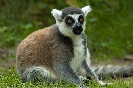 Lemur catta looking shocked, as if he has seen something terrible. Fotografie stock - Microstock e Abbonamento, Codice: 400-04476202