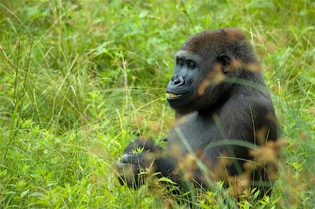 simsearch:400-05372772,k - Gorilla eating or playing with a stroke of grass in his mouth. Stock Photo - Budget Royalty-Free & Subscription, Code: 400-04476203