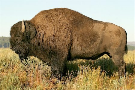 simsearch:400-06886864,k - wild bison in yellowstone national park, north america Stockbilder - Microstock & Abonnement, Bildnummer: 400-04476360
