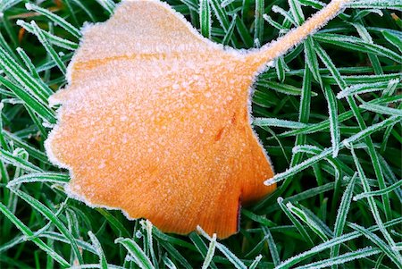 simsearch:400-03947729,k - Frosty fallen tree leaf lying on frozen grass on a cold fall morning Photographie de stock - Aubaine LD & Abonnement, Code: 400-04476468