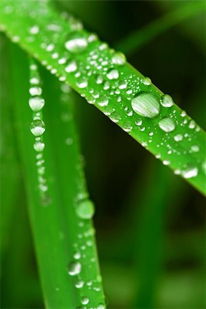 simsearch:859-03038623,k - Big water drops on green grass blades, macro Stockbilder - Microstock & Abonnement, Bildnummer: 400-04476471