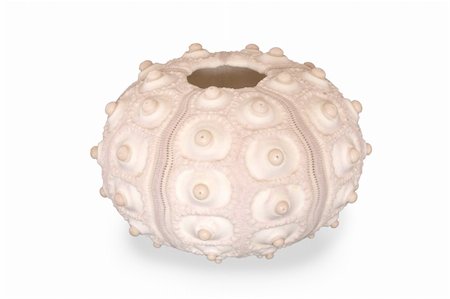 equinoideos - Pink sea-urchin isolated on white background Foto de stock - Super Valor sin royalties y Suscripción, Código: 400-04476703