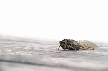 Sometimes called locust.  Iowa in Summertime. Photographie de stock - Aubaine LD & Abonnement, Code: 400-04476813