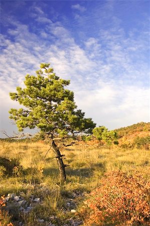 pine tree one not snow not people - Only one pine tree on a hill Stock Photo - Budget Royalty-Free & Subscription, Code: 400-04476923