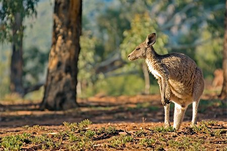 photo of an australian eastern grey kangaroo Fotografie stock - Microstock e Abbonamento, Codice: 400-04476999
