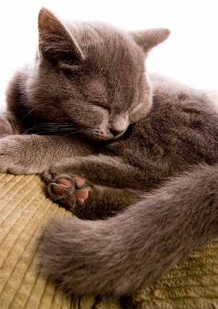 Cat - the small furry animal with four legs and a tail; people often keep cats as pets. Foto de stock - Super Valor sin royalties y Suscripción, Código: 400-04477058