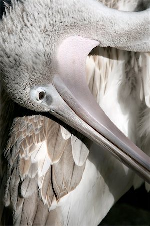 simsearch:400-05888279,k - closeup of a pelican Stockbilder - Microstock & Abonnement, Bildnummer: 400-04477109