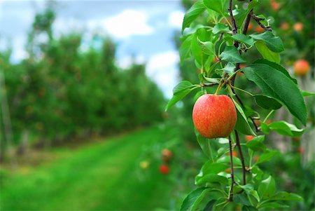 simsearch:400-03963853,k - Red ripe apples on apple trees branches in the orchard Stock Photo - Budget Royalty-Free & Subscription, Code: 400-04477154
