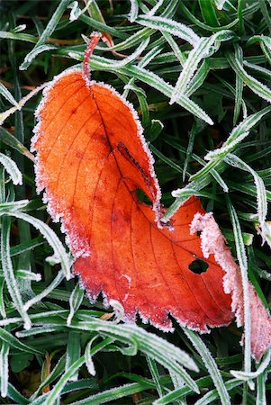 simsearch:400-03947729,k - Frosty red fallen leaf lying on frozen grass on a cold fall morning Photographie de stock - Aubaine LD & Abonnement, Code: 400-04477156