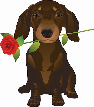 simsearch:400-07628560,k - Vector illustration representing the puppy of the dachshund with a rose Foto de stock - Super Valor sin royalties y Suscripción, Código: 400-04477151