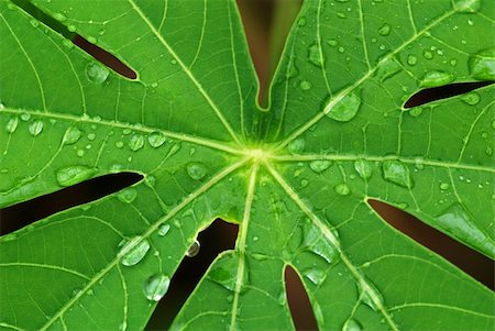 green leaf and water droplet in the gardens Stock Photo - Budget Royalty-Free & Subscription, Code: 400-04477217