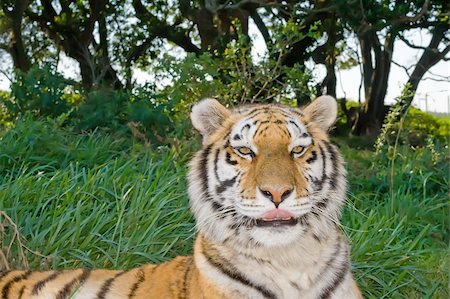 simsearch:400-09051026,k - Close up shot of a Bengal Tiger Photographie de stock - Aubaine LD & Abonnement, Code: 400-04477270